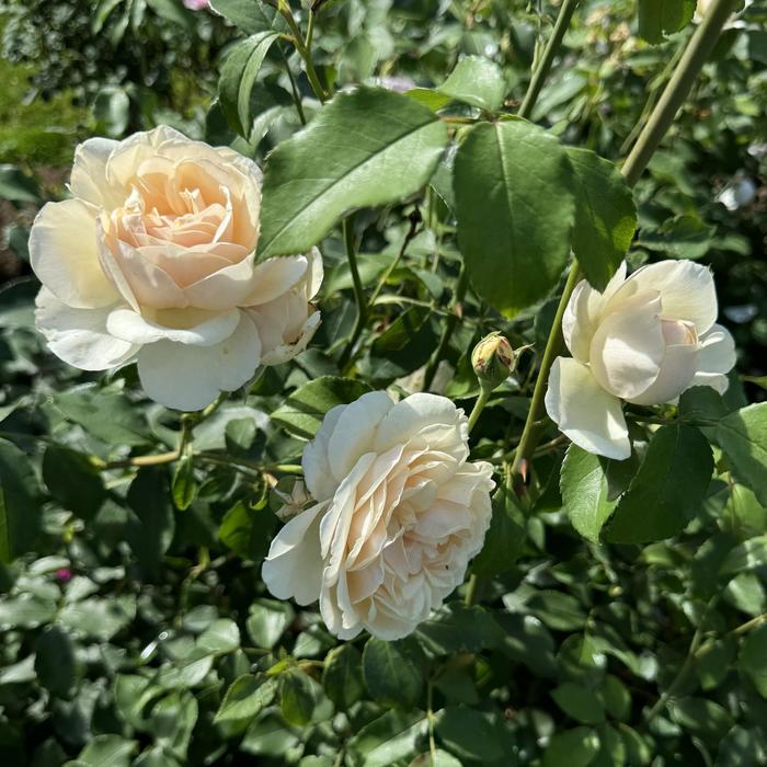 'Lichfield Angel' English Rose - Rosa from Paradise Acres Garden Center