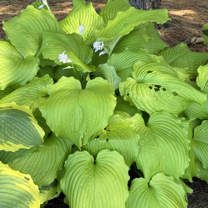 'Dancing Queen' Plantain Lily - Hosta from Paradise Acres Garden Center
