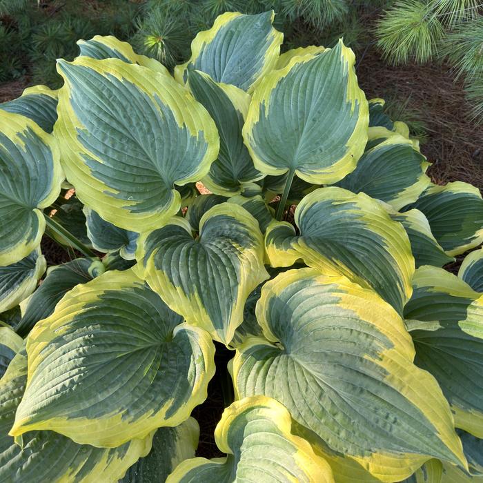Shadowland&reg; 'Seducer' - Hosta (Hosta, Plantain Lily) from Paradise Acres Garden Center