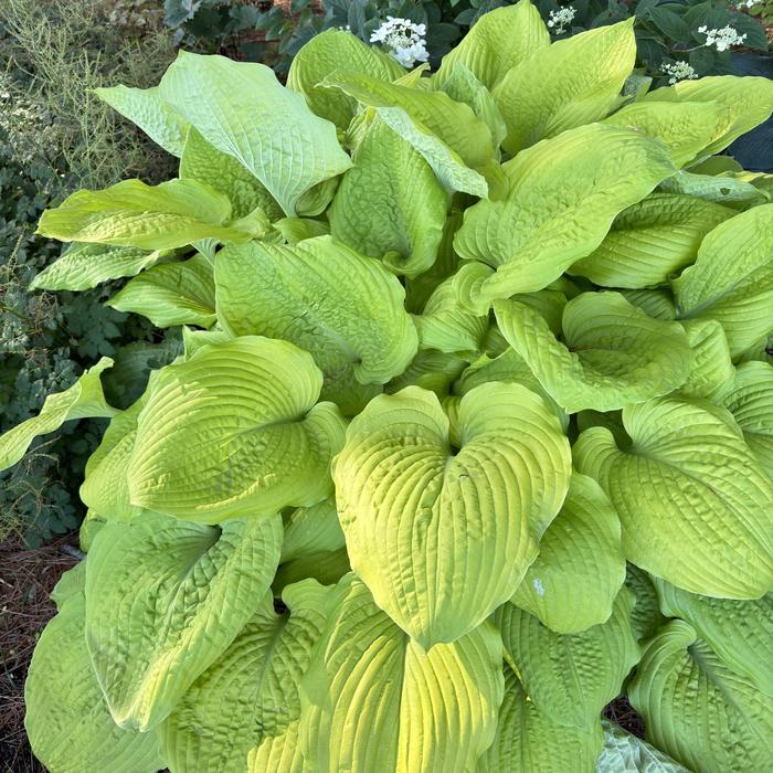 Shadowland&reg; 'Coast to Coast' - Hosta (Hosta, Plantain Lily) from Paradise Acres Garden Center