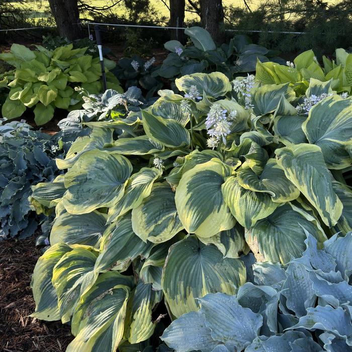 'Earth Angel' Hosta, Plantain Lily - Hosta from Paradise Acres Garden Center