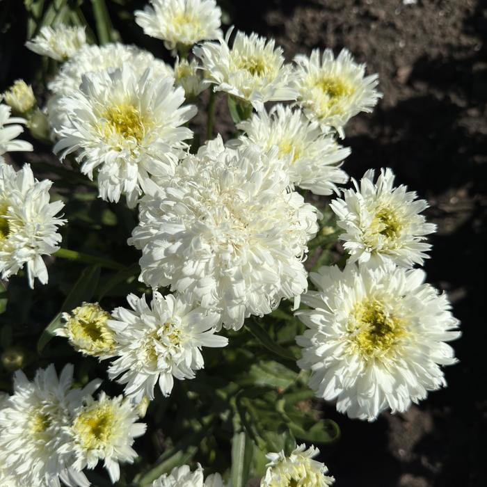 Amazing Daisies&reg; 'Marshmallow' - Leucanthemum x superbum (Shasta Daisy) from Paradise Acres Garden Center