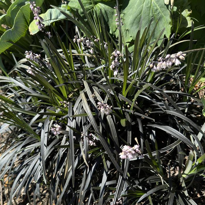 'Niger' Black Mundo Grass - Ophiopogon planiscapus from Paradise Acres Garden Center
