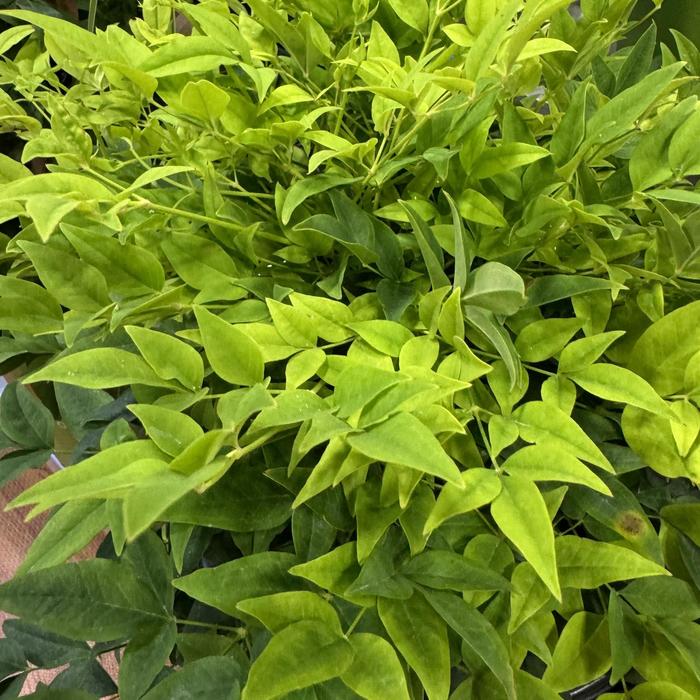 'Lemon Lime' Heavenly Bamboo - Nandina domestica from Paradise Acres Garden Center