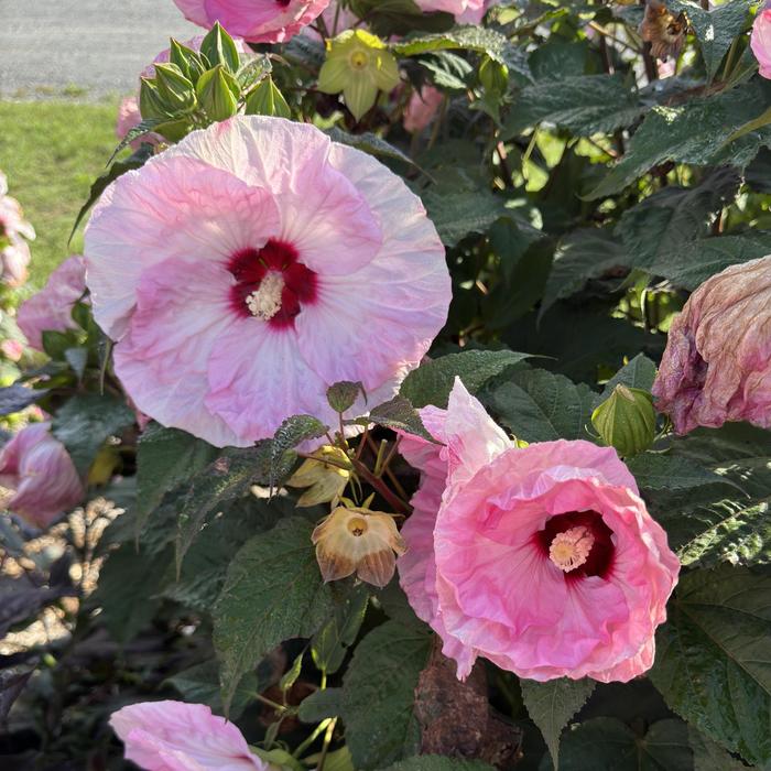 Summerific&reg; 'Spinderella' - Hibiscus (Rose Mallow) from Paradise Acres Garden Center