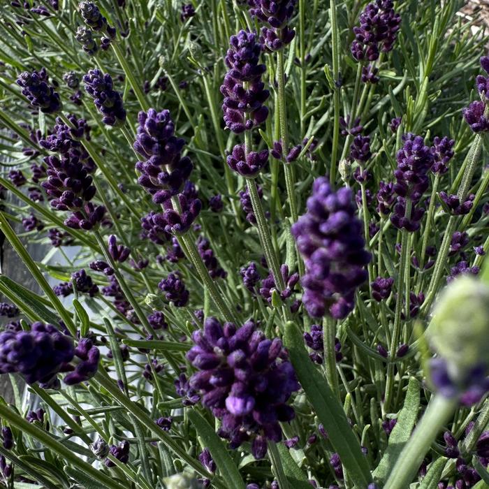 Ellagance 'Purple' - Lavandula angustifolia (Lavender) from Paradise Acres Garden Center