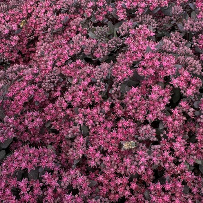 Sunsparkler&reg; 'Dazzleberry' - Sedum (Stonecrop) from Paradise Acres Garden Center
