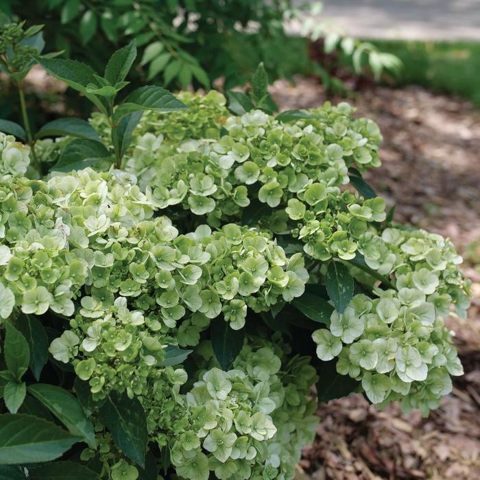 Fairytrail&reg; Green Cascade Hydrangea - Hydrangea from Paradise Acres Garden Center