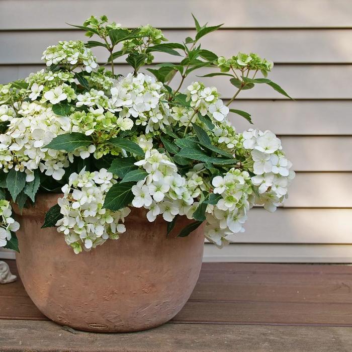 'Fairytrail&reg; White Cascade Hydrangea - Hydrangea from Paradise Acres Garden Center