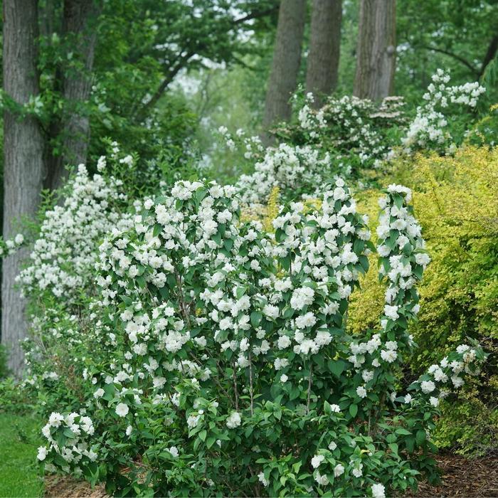 Illuminati Spice&reg; Mock Orange - Philadelphus coronarius from Paradise Acres Garden Center