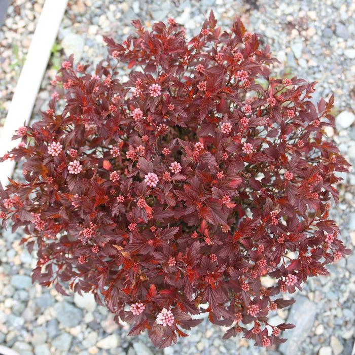 Calico Kitty&trade; Ninebark - Physocarpus opulifolius from Paradise Acres Garden Center