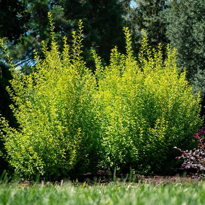 Cougar Cub&trade; Ninebark - Physocarpus opulifolius from Paradise Acres Garden Center