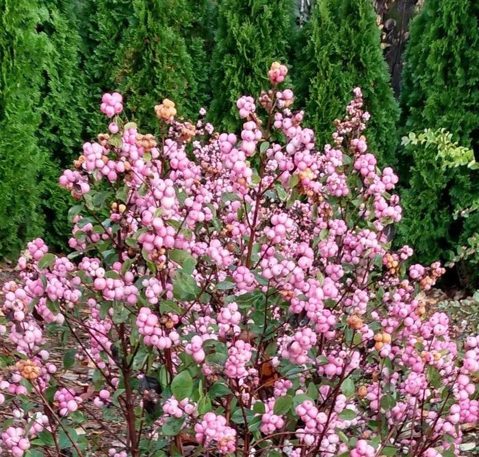 Pink Posy&trade; SnowBerry - Symphoricarpos from Paradise Acres Garden Center