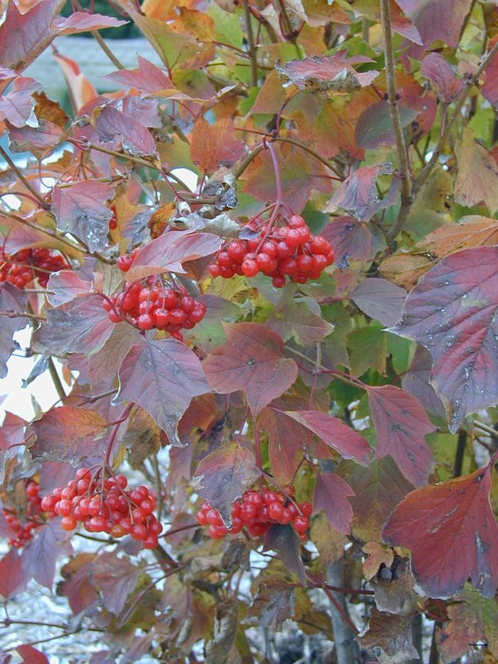 ''Redwing'' American Cranberry Viburnum - Viburnum trilobum from Paradise Acres Garden Center