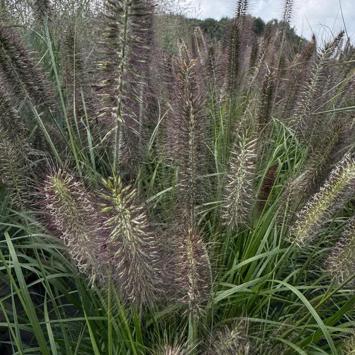 'Ginger Love' Fountain Grass - Pennisetum alopecuroides from Paradise Acres Garden Center