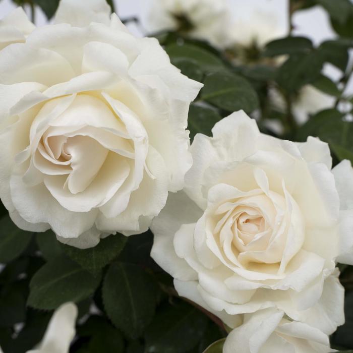 'Cloud 10&trade;' Rose - Rosa from Paradise Acres Garden Center