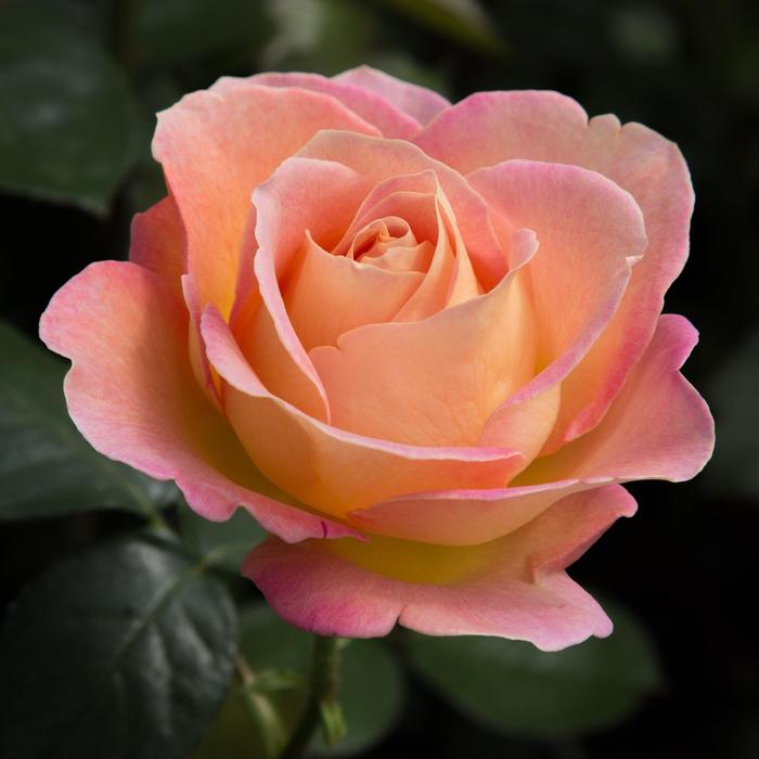 'Elle&reg;' Rose - Rosa from Paradise Acres Garden Center