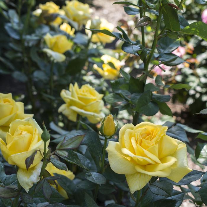 'Eternal Flame' Hybrid Tea Rose - Rosa from Paradise Acres Garden Center