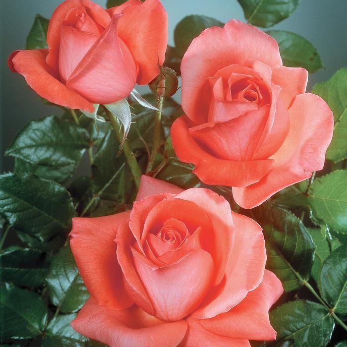 'Lasting Peace&trade;' Rose - Rosa from Paradise Acres Garden Center