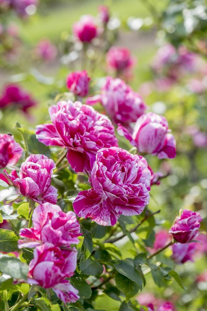 Raspberry Cream Twirl&trade; Rose - Rosa from Paradise Acres Garden Center