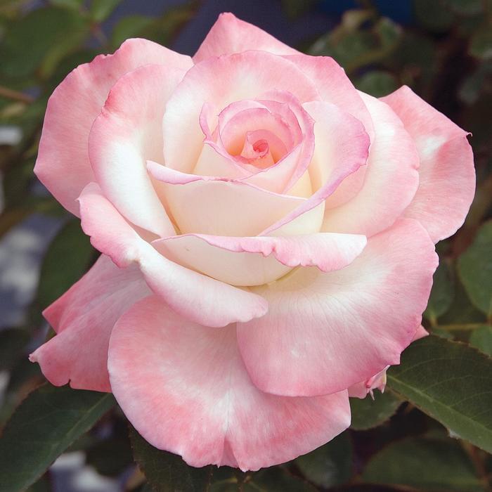 Secret&trade; Rose - Rosa from Paradise Acres Garden Center