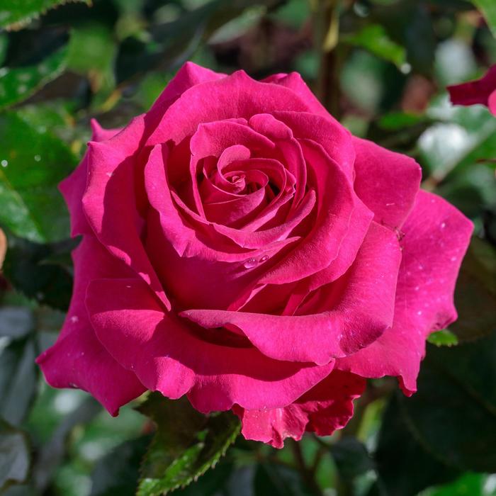 'Stiletto&trade;' Rose - Rosa from Paradise Acres Garden Center
