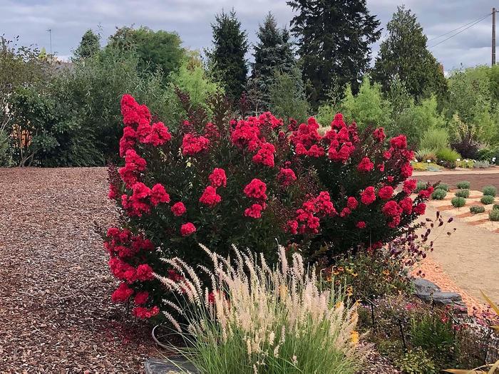 'Enduring Red' Crapemyrtle - Lagerstroemia from Paradise Acres Garden Center