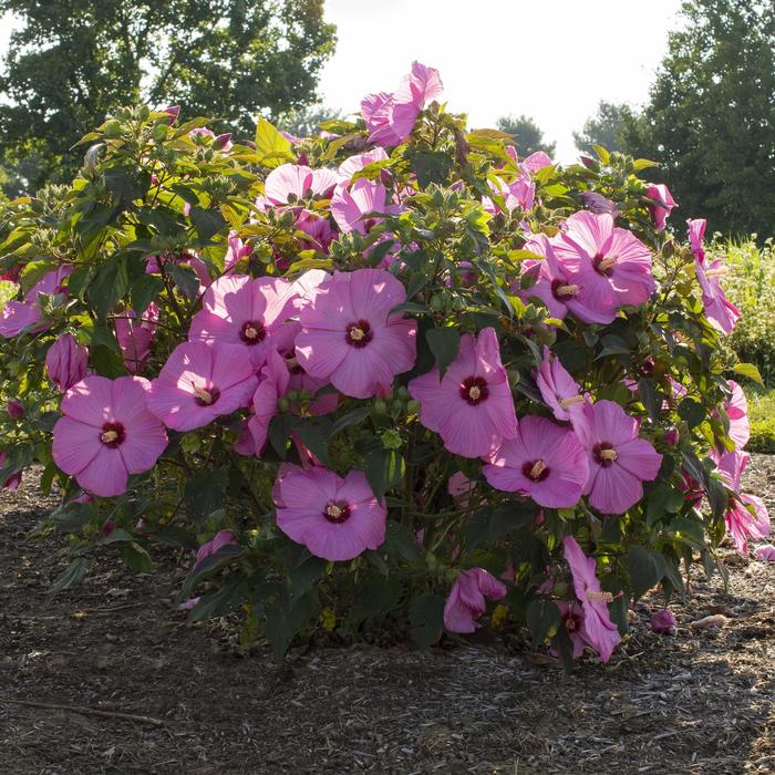 Head Over Heels&reg; 'Adore' - Hibiscus moscheutos (Rose-Mallow) from Paradise Acres Garden Center