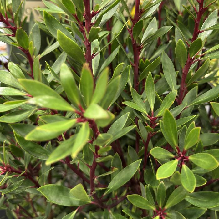 Mountain Pepper - Drimys lanceolata from Paradise Acres Garden Center