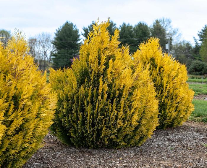Forever Goldy&trade; Giant Arborvitae - Thuja plicata from Paradise Acres Garden Center