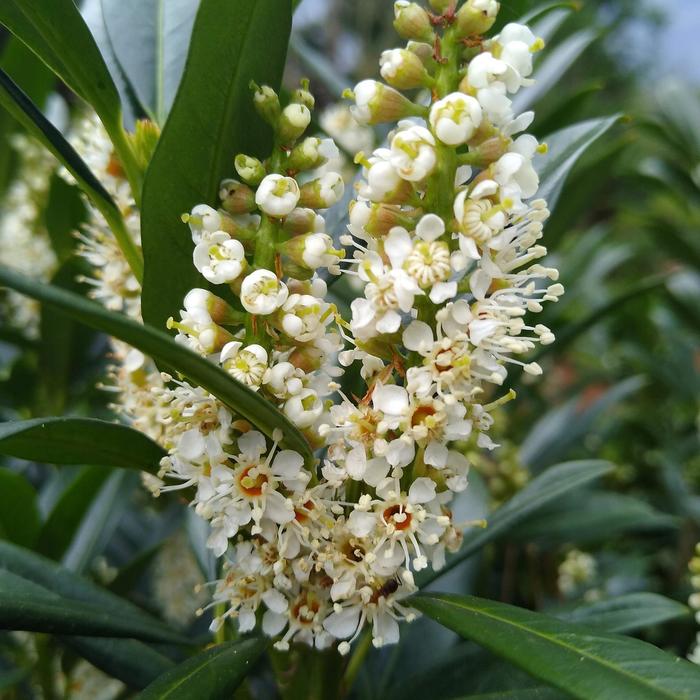 Napoleon&reg; English Laurel - Prunus laurocerasus from Paradise Acres Garden Center