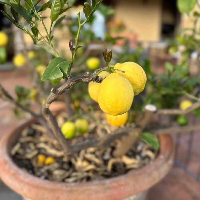 'Meyer Improved' Lemon - Citrus limon from Paradise Acres Garden Center