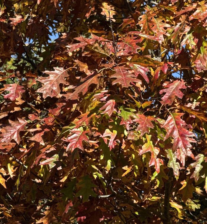 Northern Red Oak - Quercus rubra from Paradise Acres Garden Center