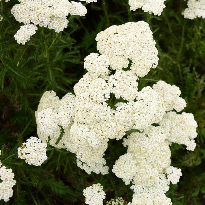 'Firefly Diamond' Yarrow - Achillea from Paradise Acres Garden Center