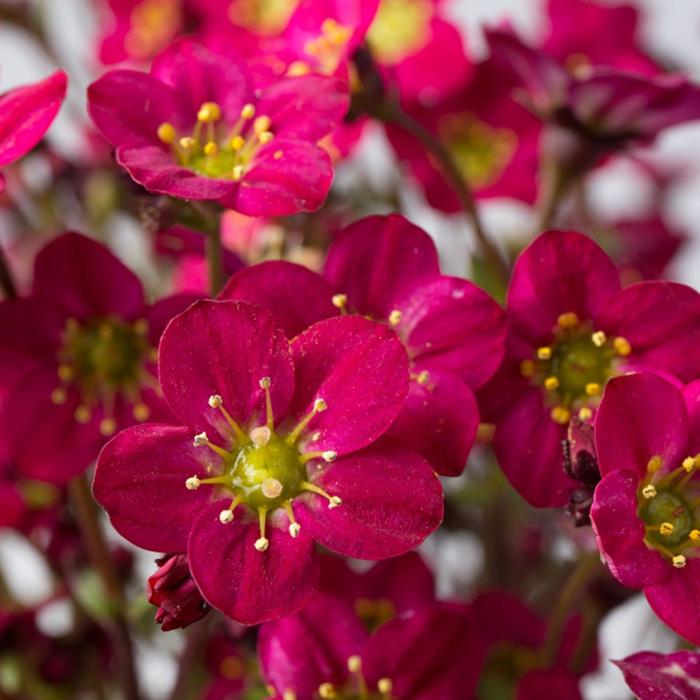 Marto&trade; Hot Rose Rockfoil - Saxifraga x arendsii from Paradise Acres Garden Center