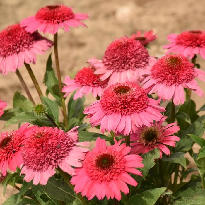 Double Coded&reg; 'Coral Cranberry' - Echinacea (Coneflower) from Paradise Acres Garden Center