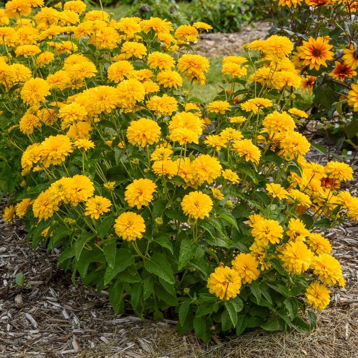 'Rays for Days' False Sunflower - Heliopsis helianthoides from Paradise Acres Garden Center