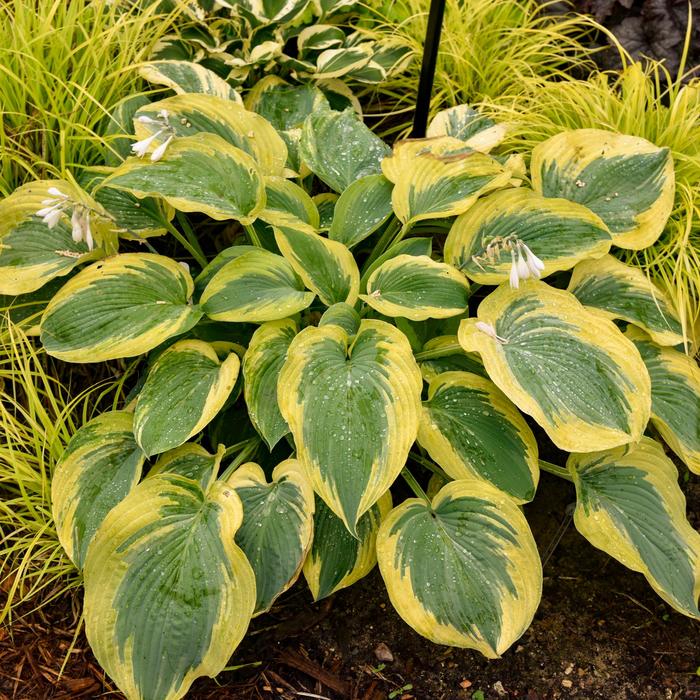 Shadowland&reg; 'Chance Encounter' Plantain Lily - Hosta from Paradise Acres Garden Center