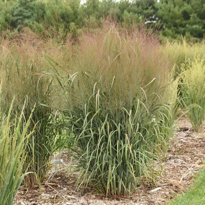 Prairie Winds&reg; 'October Sky' - Panicum virgatum (Red Switch Grass) from Paradise Acres Garden Center