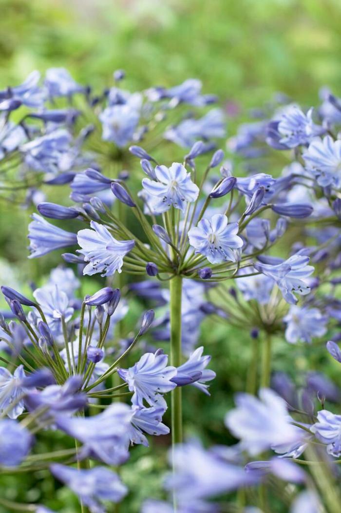 African Lily - Agapanthus africanus from Paradise Acres Garden Center