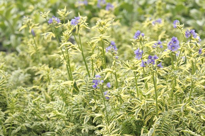 'Brise d'Anjou' Jacob's Ladder - Polemonium caeruleum from Paradise Acres Garden Center