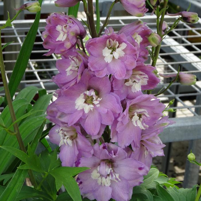 'Magic Fountains Lilac Pink/White Bee' Larkspur - Delphinium elatum from Paradise Acres Garden Center