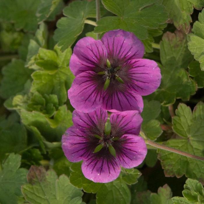 'Perfect Storm' Cranesbill - Geranium from Paradise Acres Garden Center