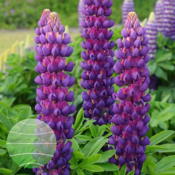 Westcountry&trade; 'Magic Lantern' - Lupinus polyphyllus (Lupine) from Paradise Acres Garden Center