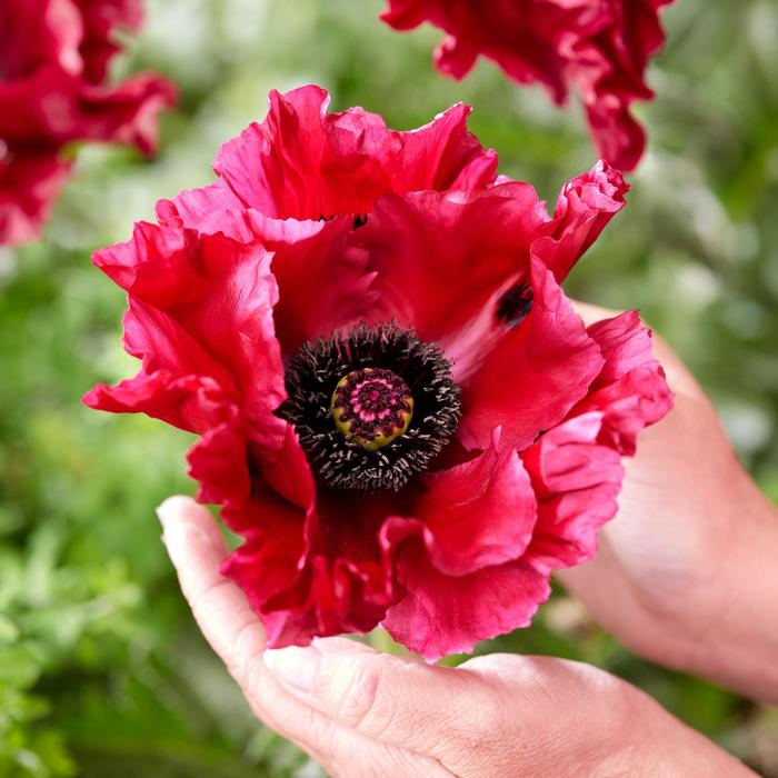 'Red Rumble' Iceland Poppy - Papaver orientale from Paradise Acres Garden Center