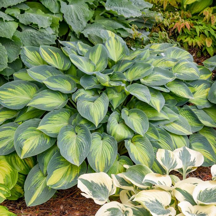 'June' Hosta, Plantain Lily - Hosta from Paradise Acres Garden Center