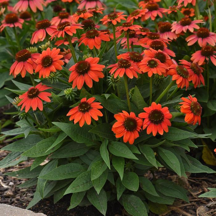 Sombrero Poco&trade; 'Hot Coral' - Echinacea purpurea (Coneflower) from Paradise Acres Garden Center