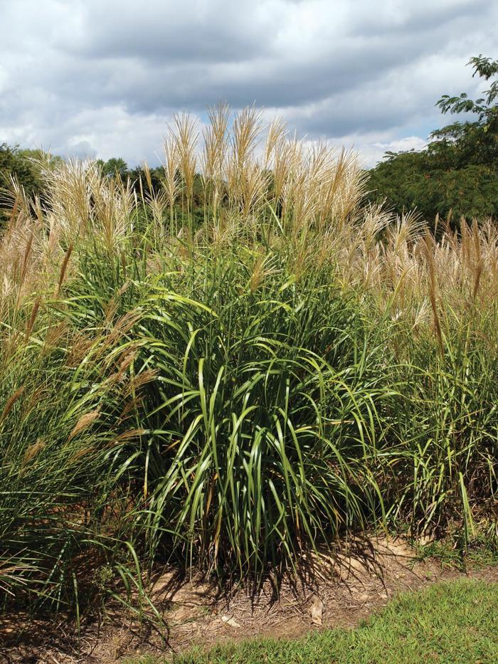 'My Fair Maiden&trade;' Maiden Grass - Miscanthus sinensis from Paradise Acres Garden Center