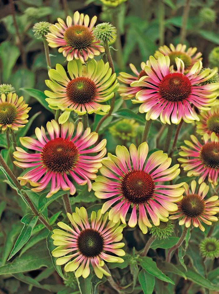 'Green Twister' - Echinacea purpurea (Coneflower) from Paradise Acres Garden Center