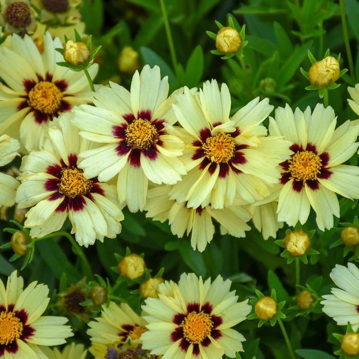UpTick&trade; 'Cream & Red' - Coreopsis (Tickseed) from Paradise Acres Garden Center